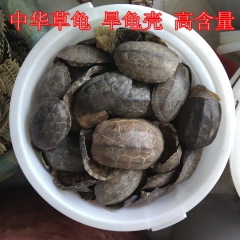 龟壳 龟甲 草龟 旱龟壳常年大货 产地直销
