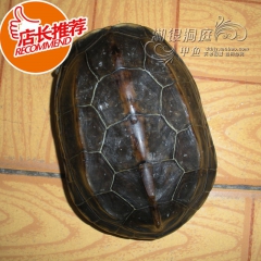 大量优质供应洞庭湖中华草龟、公龟（3-5两）
