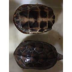 草龟 中华草龟 草龟苗 龟苗批发