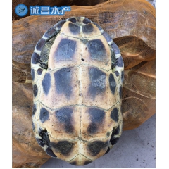 中华花龟 绿线草龟 台湾草龟 外塘 种龟