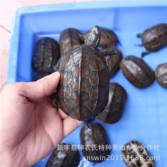 草龟 外塘养殖 广东龟苗 乌龟宠物活体【背甲7至8公分】