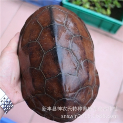 草龟活体 母草龟 会下蛋的乌龟 外塘养殖大乌龟活体【2至2....
