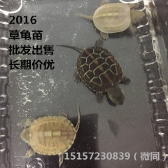 中华草龟苗 金线草龟 宠物龟活体