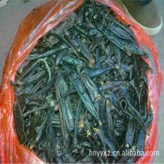 供应优质水蛭干货 水蛭 蚂蝗干品 破血逐瘀 清水干货 量大优...
