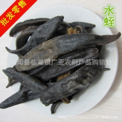 优质中药材批发 清水蚂蟥 清水吊干 水蛭 供应各种规格
