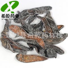 批发供应各种中药材 水蛭 矾水水蛭 市场主流 量大从优
