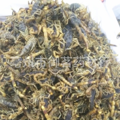 中药材全蝎 蝎子 全虫 清水干货500克620元2斤包邮 批...