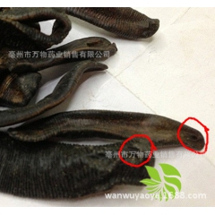 优质水蛭  中药清水蚂蟥 清水吊干水蛭中药材批发 真品保障