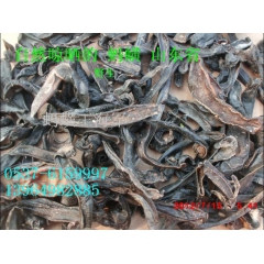 水蛭 蚂蝗 俺们村的野生蚂蝗水蛭销售 干蚂蝗水蛭 大水蛭蚂蝗
