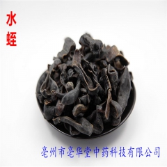 常年供应大量中药材水蛭野生水蛭清水水蛭  价格从优 保证质量