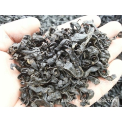 特价批发 清水小水蛭 水蛭 假一罚万