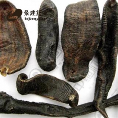 大选水蛭 新货大甩卖 产地直销 本店无条件退换