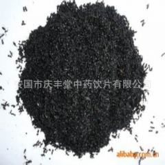 野生大黑蚂蚁 拟黑多刺蚁、鼎突多刺蚁、双齿多刺蚁