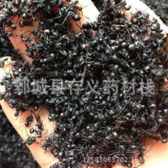 黑蚂蚁，优质正品黑蚂蚁，产地直销，品质保证，批发各种规格中药