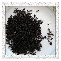 批发 黑蚂蚁 质量保证 500克每件起 另有大黑蚂蚁135每...