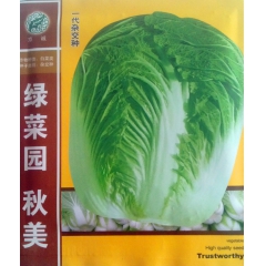 绿色菜园抗病大白菜 抗热大白菜生育期80天左右 6-8公斤左...