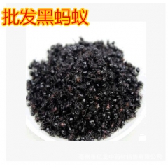 批发供应中药材 东北野生黑蚂蚁干泡酒料 另有红蚂蚁