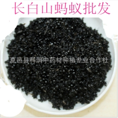 批发供应 直销 优质蚂蚁 黑蚂蚁 质优价廉