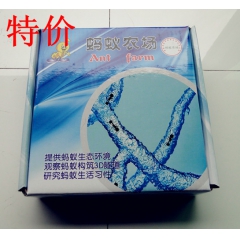 中号蚂蚁工坊 蚂蚁农场微景观 2015新宠儿 桌面宠物蚂蚁 ...