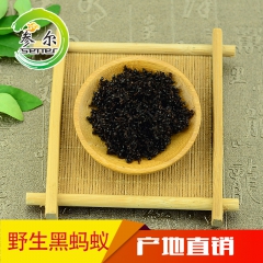 产地批发长白山野生黑蚂蚁 特大拟黑多刺蚁 大蚂蚁干 提高免疫...