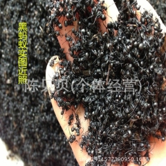中药材批发 供应 野生大黑蚂蚁 泡酒料高品质