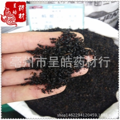 呈皓批发 黑蚂蚁 泡酒黑蚂蚁 祛风除湿 滋补养生