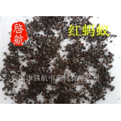 长白山野生红蚂蚁 大蚂蚁 干蚂蚁 完整 东北特产
