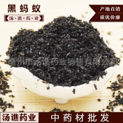 批发供应野生大黑蚂蚁  黑蚂蚁