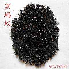供应    优质中药材蚂蚁     各种野生大个  黑蚂蚁