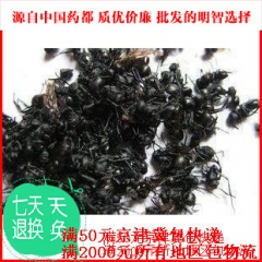 供应黑蚂蚁