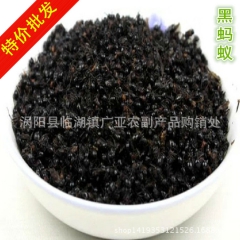 中药材批发供应野生 黑蚂蚁 质量保证 量大价优 产地直销