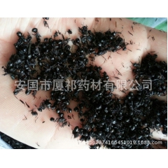 中药材黑蚂蚁 黑蚂蚁干 大蚂蚁 批发小黑蚂蚁 99 一公斤