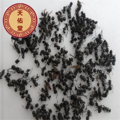 黑多刺蚁 林芝黑蚂蚁 波密县野生中大 小蚂蚁