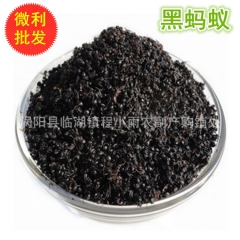 中药材批发 黑蚂蚁 蚂蚁干 质量保证