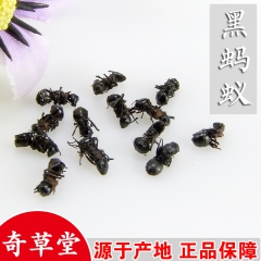 批发冷背中药材黑蚂蚁
