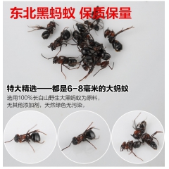 批发东北长白山野生黑蚂蚁 祛风除湿中药材大黑蚂蚁