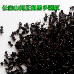 正品东北野生黑蚂蚁半干山蚂蚁 拟黑多刺蚁大黑蚂蚁干泡酒料