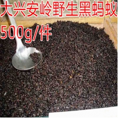 蚂蚁 黑蚂蚁 野生黑蚂蚁 东北特产 批发野生蚂蚁 黑蚂蚁中药