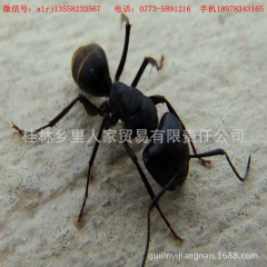 供应批发广西桂林土特产野生大黑蚂蚁