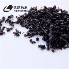 黑蚂蚁 长白山统 产地 吉林省