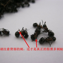 草民甄选黑蚂蚁 正品拟黑多刺蚁 玄驹 油多酸味儿浓  道地药...