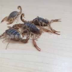 蝎子养殖 活体 全蝎 活蝎子 干蝎子 冻蝎子 批发零售 量大...