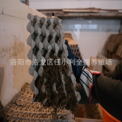 活体 全蝎 特种养殖 批发 零售 活蝎子 干蝎子 冻蝎子 诚...