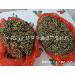 全蝎活冻货 食用药用蝎子