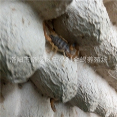 活体 全蝎 特种养殖动物 活蝎子 干蝎子 冻蝎子 批发 零售