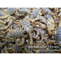 全国蝎子批发蝎子，特价蝎子、黑货、黑大母蝎子、黑种蝎