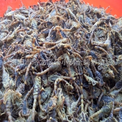 批发零售 蝎子 活体 供应 祛除冬天老寒腿  吃干蝎子 欢迎...