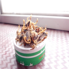 活体 全蝎 活蝎子 干蝎子 冻蝎子 十年诚信老店 品质保障