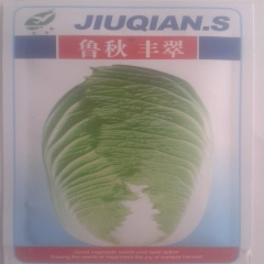 山东大白菜  鲁秋丰翠 80天左右 重5公斤左右 口感好 1...