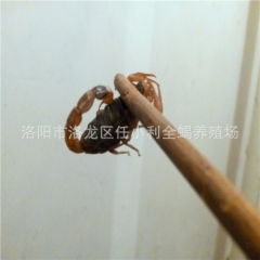 野生动物养殖 活体蝎子供应 祛除冬天老寒腿  吃干蝎子